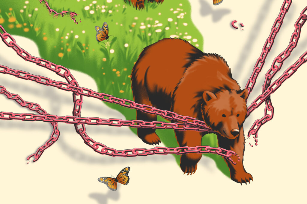 Grizzlies are thriving. This is the next step.