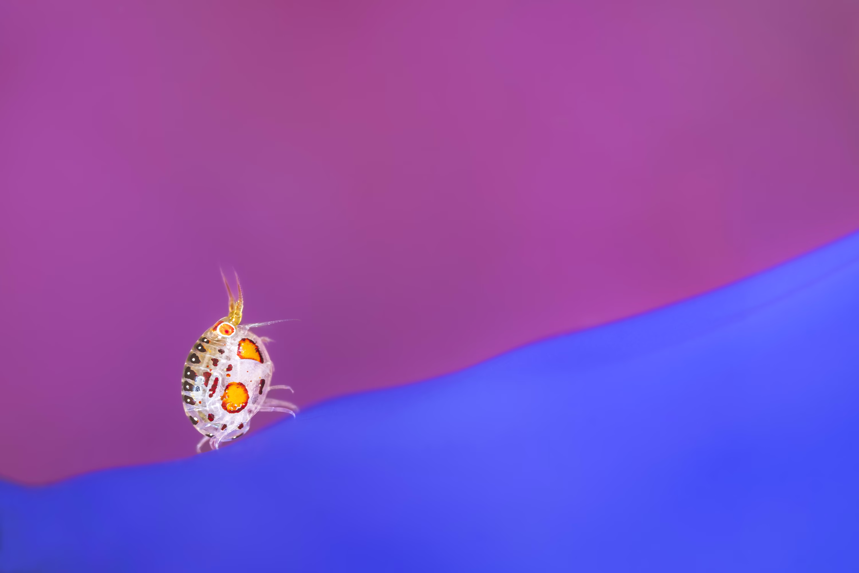 A close view of a tiny aquatic creature, a crustacean that almost looks like a colorful ladybug