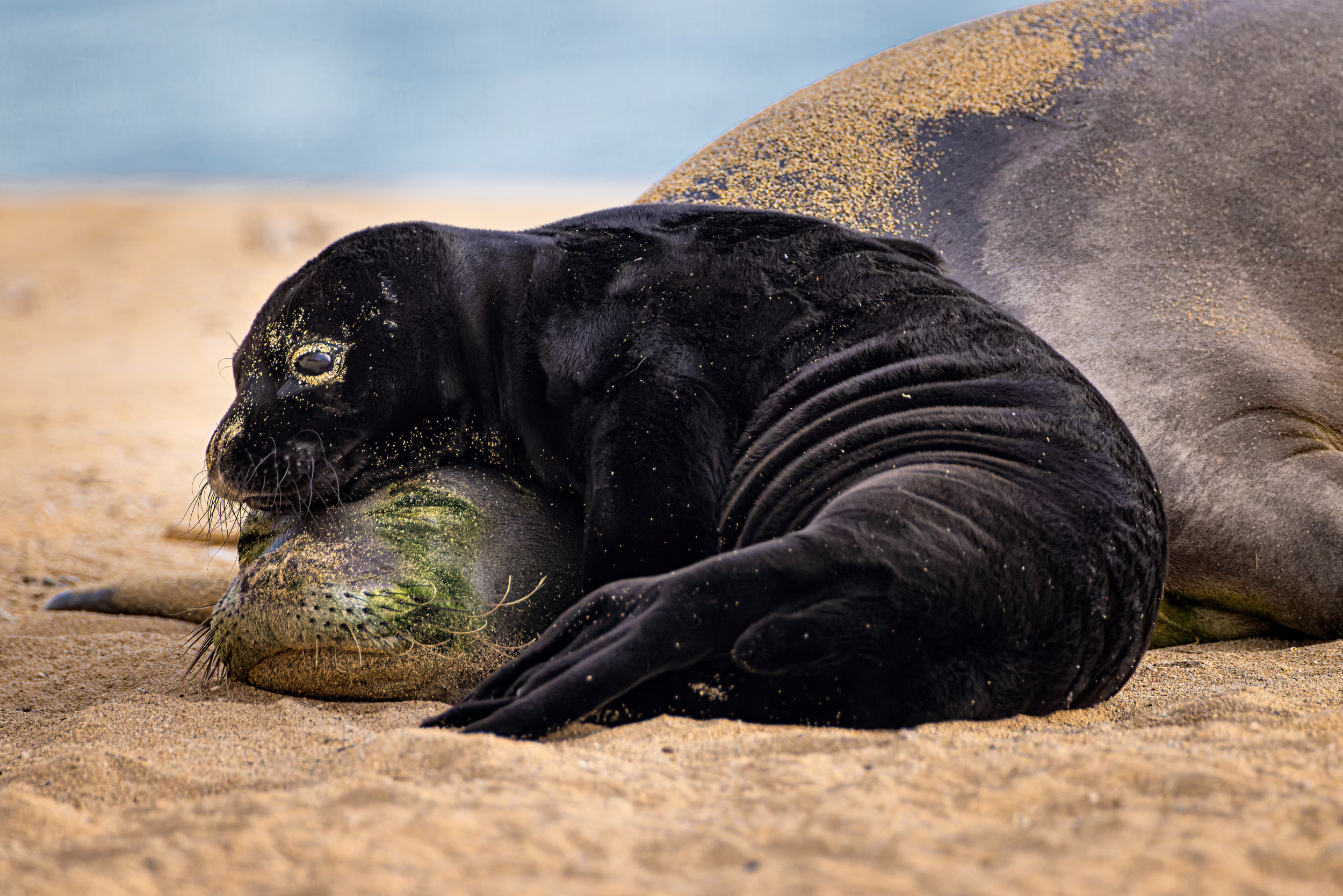 A young seal rests on top of its mother on a sandy beach.