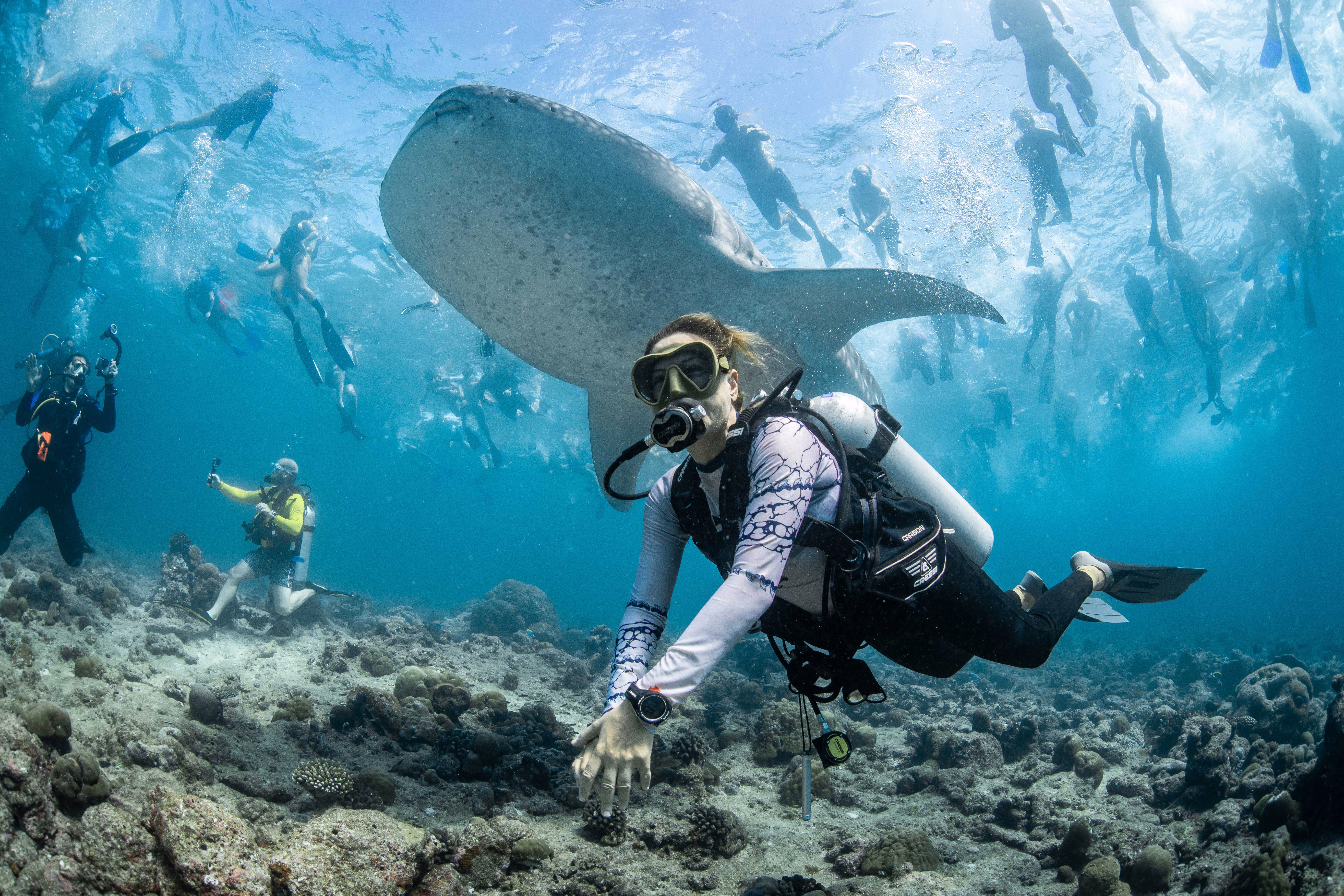 Many snorkelers and scuba divers swim around a large whale shark.