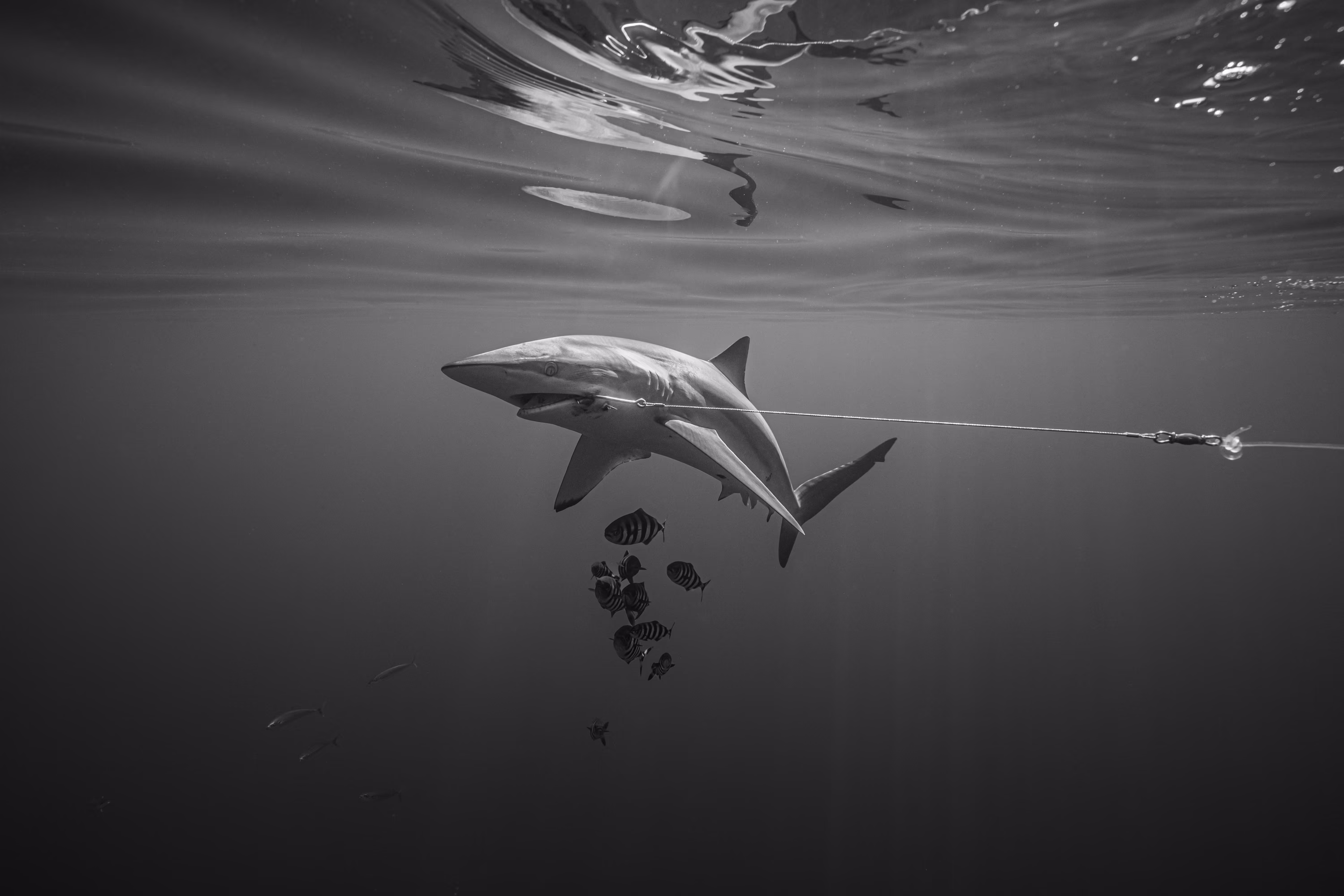 A shark swims with a hook in its mouth attached to a long line.