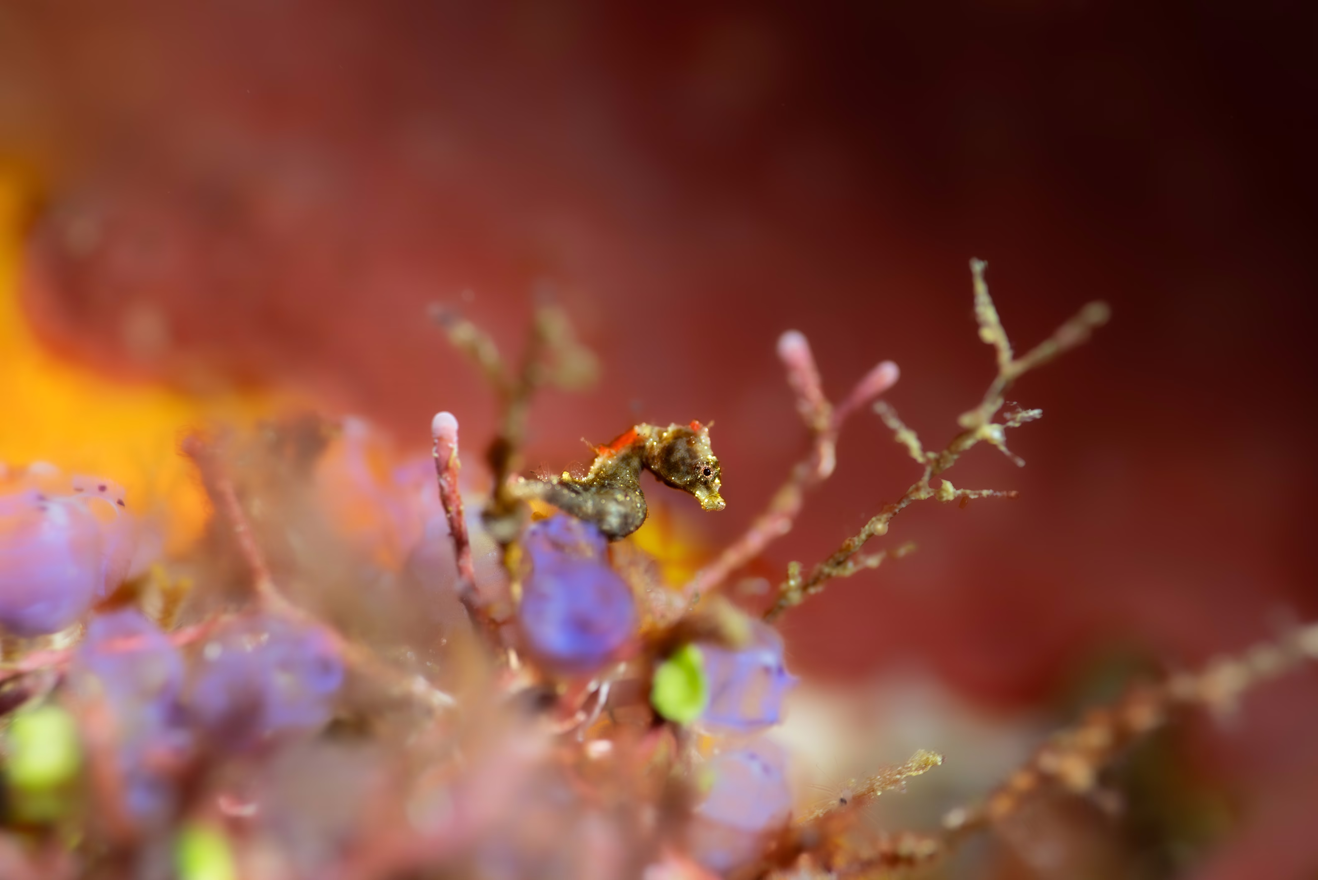 A very small seahorse, perched on structure on a reef