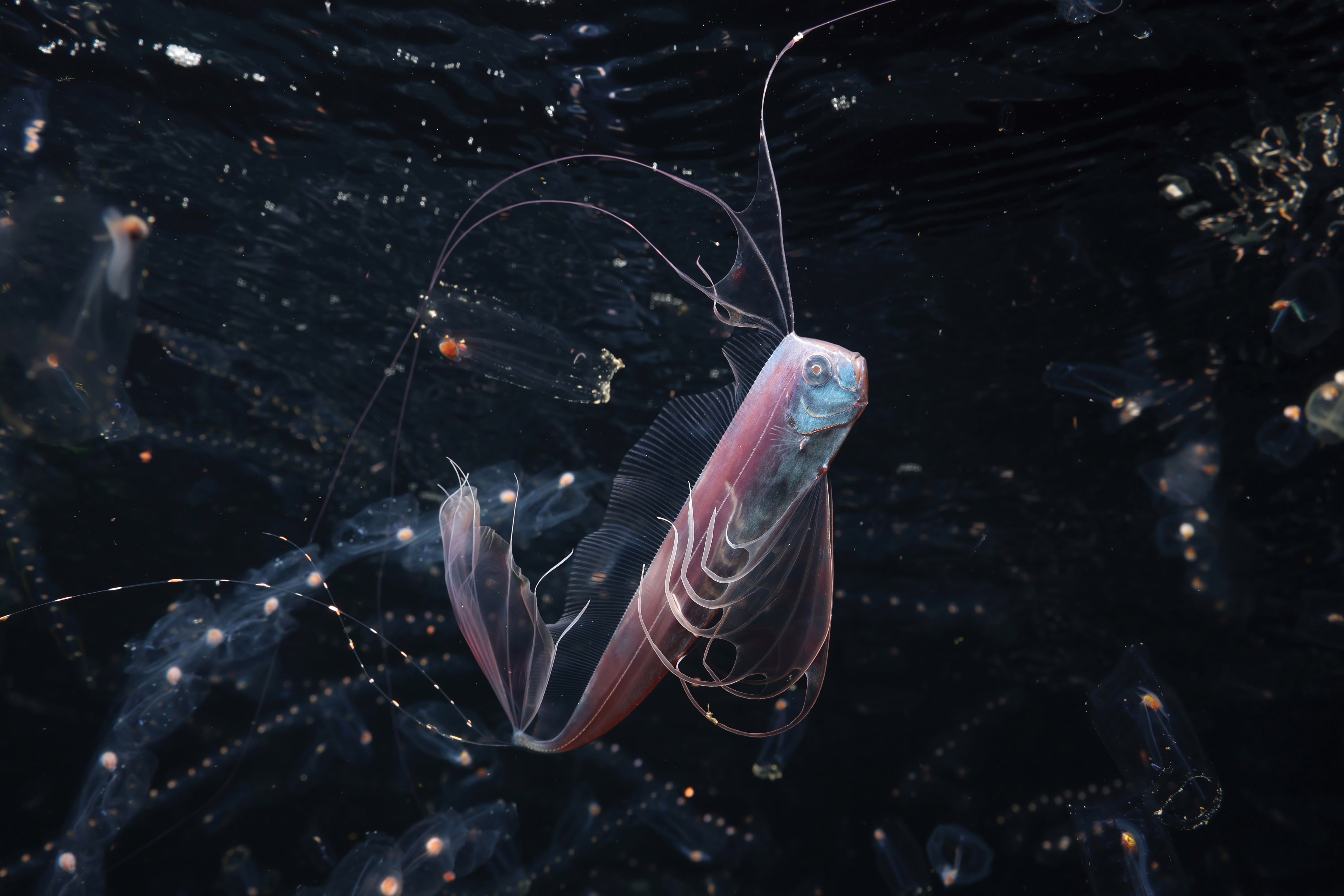 An unusual-looking deep-sea fish, with delicate and transparent fins and feelers.
