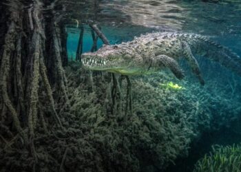 Winners of Ocean Photographer of the Year 2026