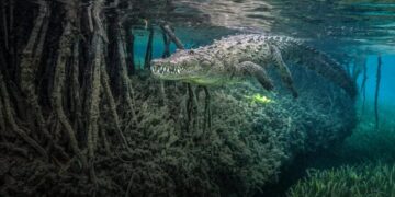 Winners of Ocean Photographer of the Year 2026