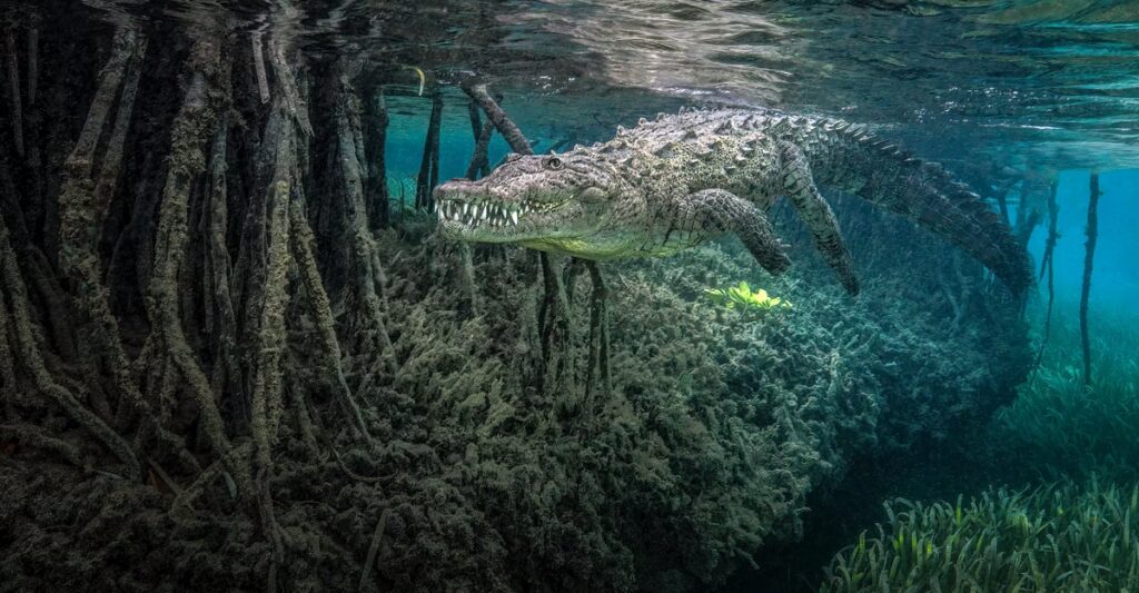 Winners of Ocean Photographer of the Year 2026