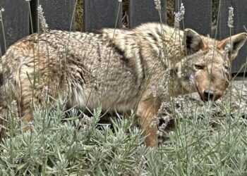 Shooting of beloved Studio City coyote ‘Wendy’ sparks hunt for justice