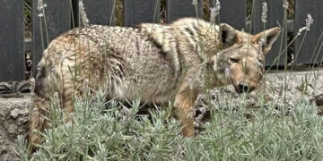 Shooting of beloved Studio City coyote ‘Wendy’ sparks hunt for justice
