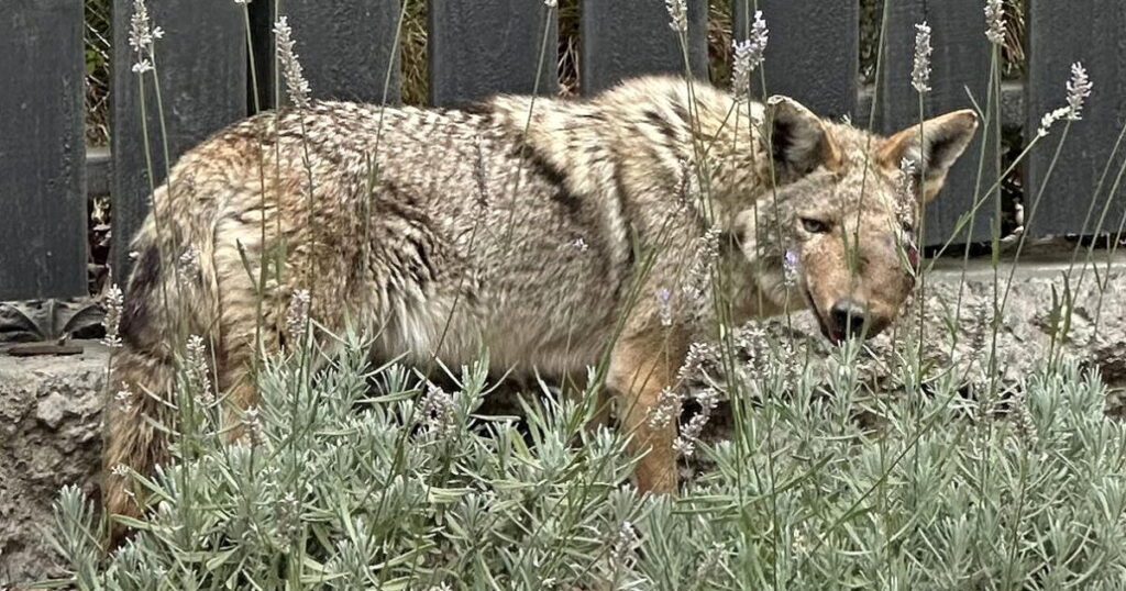 Shooting of beloved Studio City coyote ‘Wendy’ sparks hunt for justice
