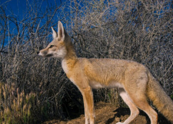 States Sue Over Trump’s Cuts to Endangered Species Rules