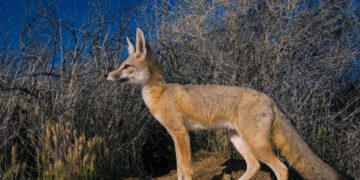 States Sue Over Trump’s Cuts to Endangered Species Rules