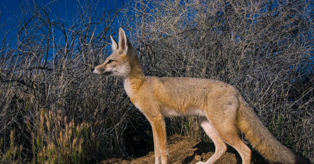 States Sue Over Trump’s Cuts to Endangered Species Rules