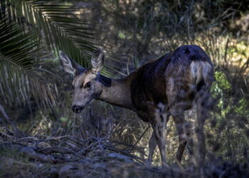 Killing of Catalina Island’s mule deer has begun, official confirms