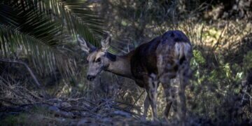 Killing of Catalina Island’s mule deer has begun, official confirms