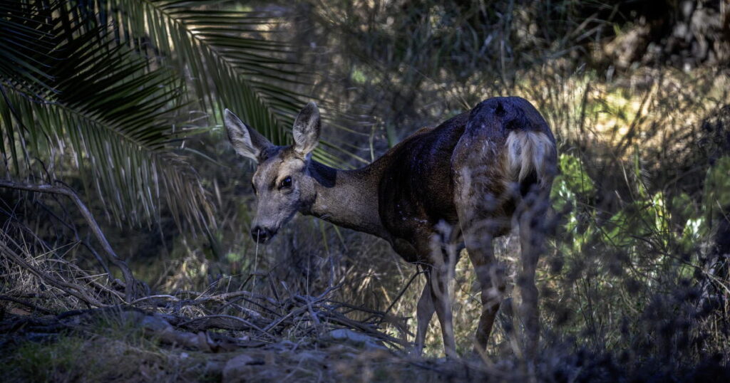 Killing of Catalina Island’s mule deer has begun, official confirms
