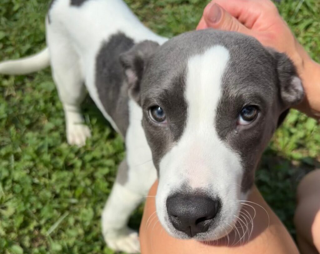 This puppy was abandoned at a rest stop. A trooper helped him get adopted.