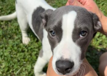 This puppy was abandoned at a rest stop. A trooper helped him get adopted.
