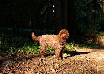 There’s no such thing as an ‘allergen-free’ pet. A vet explains.