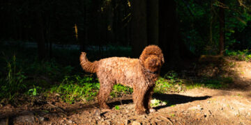 There’s no such thing as an ‘allergen-free’ pet. A vet explains.