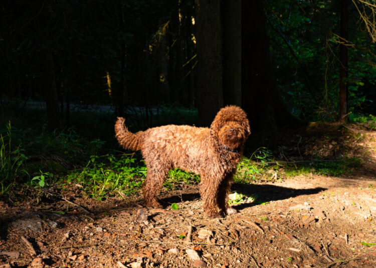 There’s no such thing as an ‘allergen-free’ pet. A vet explains.
