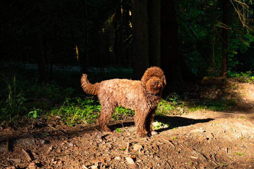 There’s no such thing as an ‘allergen-free’ pet. A vet explains.