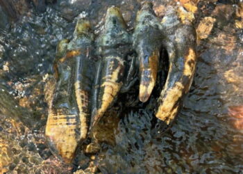 Rare Ice Age mastodon tooth discovered in Bay Area creek