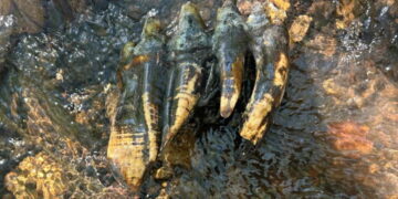 Rare Ice Age mastodon tooth discovered in Bay Area creek