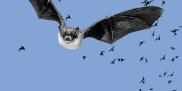 Rabies cases increased 17 percent in July and August, CDC says