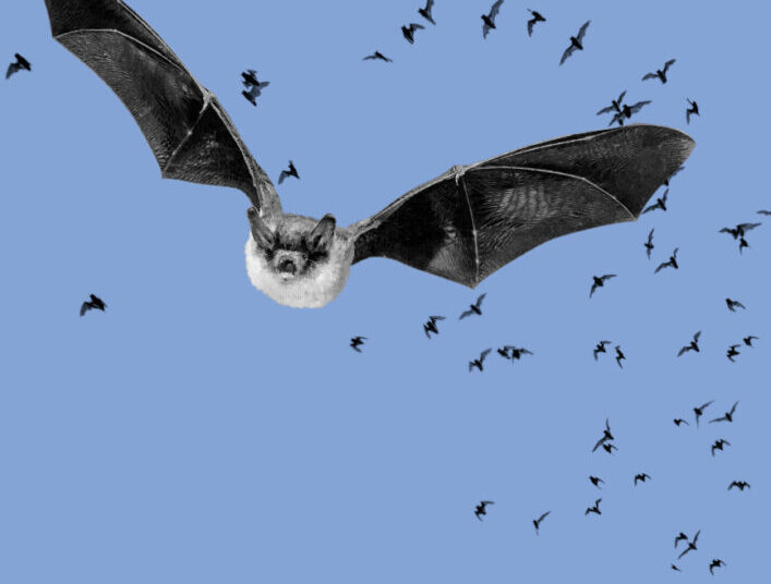 Rabies cases increased 17 percent in July and August, CDC says