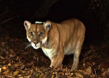 P-22 remade in bronze as honor fit for a ‘King’ comes to Griffith Park