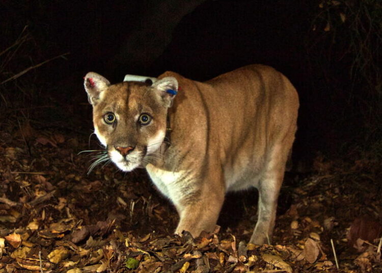 P-22 remade in bronze as honor fit for a ‘King’ comes to Griffith Park