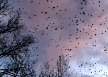 As Millions of Birds Migrate, Residents Are Asked to Turn Off the Lights