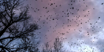 As Millions of Birds Migrate, Residents Are Asked to Turn Off the Lights
