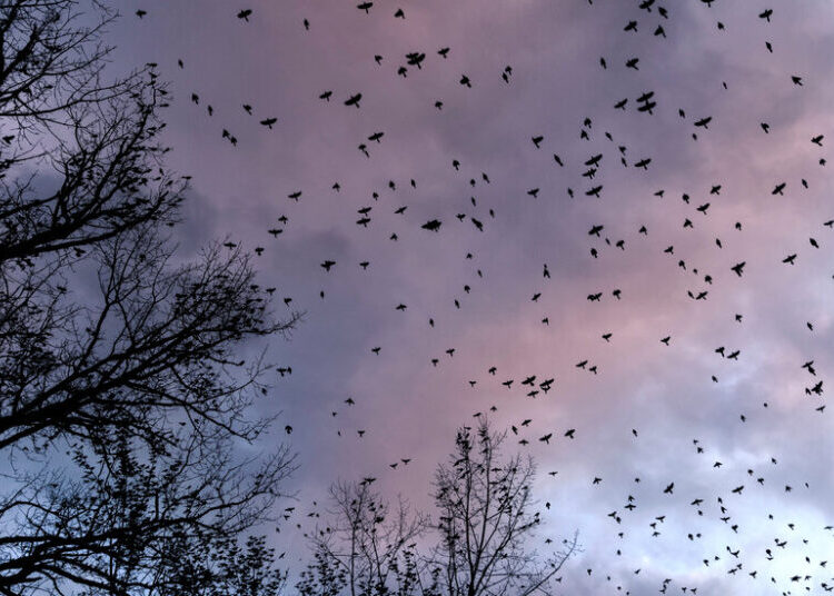 As Millions of Birds Migrate, Residents Are Asked to Turn Off the Lights