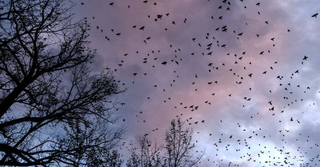 As Millions of Birds Migrate, Residents Are Asked to Turn Off the Lights