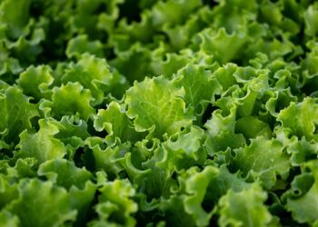 The Cyclospora Outbreak, By the Numbers