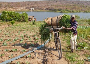 Will Africa’s Next Growth Story Start on the Farm?