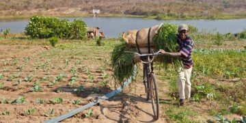 Will Africa’s Next Growth Story Start on the Farm?