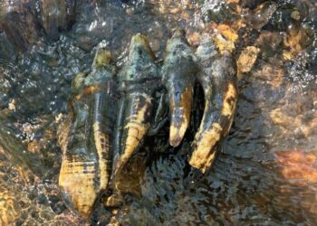 A Mastodon Tooth From the Ice Age Is Discovered in a California Creek