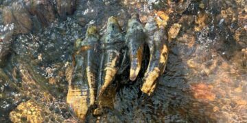 A Mastodon Tooth From the Ice Age Is Discovered in a California Creek