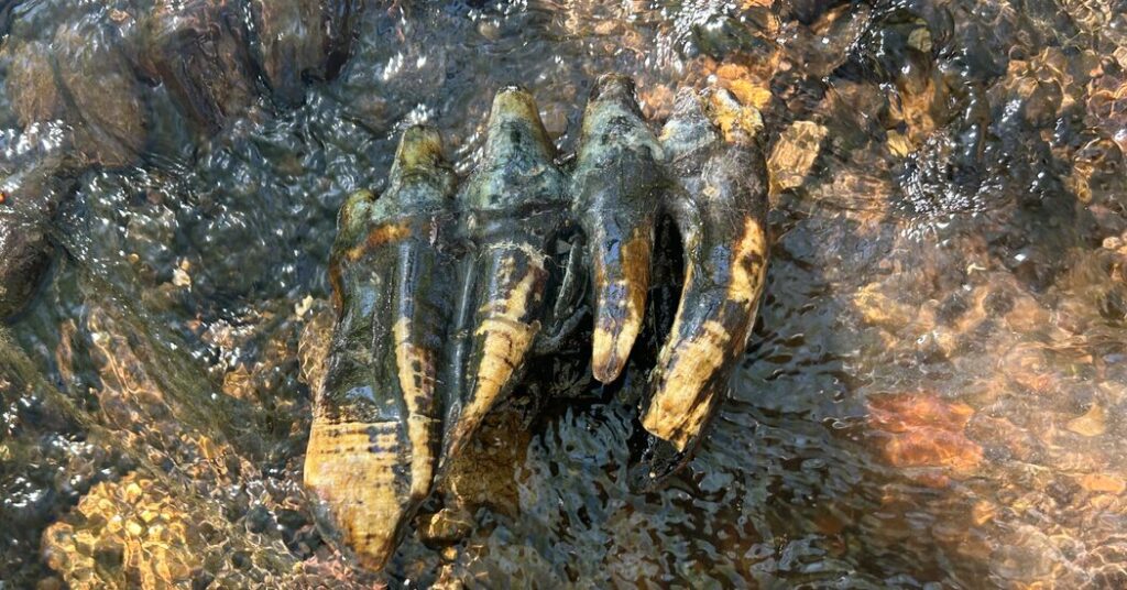 A Mastodon Tooth From the Ice Age Is Discovered in a California Creek