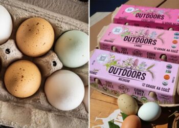 California farm issues urgent egg recall over salmonella fears
