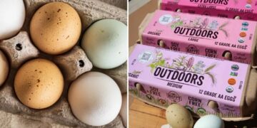 California farm issues urgent egg recall over salmonella fears
