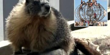 Mountain-dwelling marmots mysteriously appear in bustling Bay Area