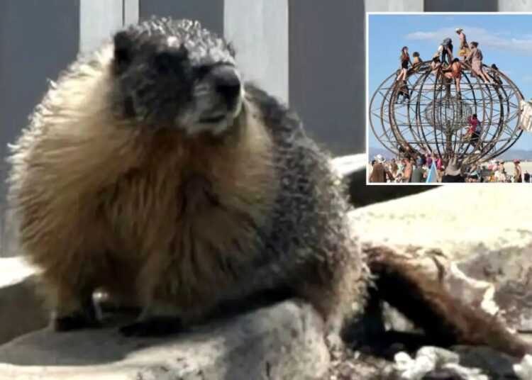 Mountain-dwelling marmots mysteriously appear in bustling Bay Area