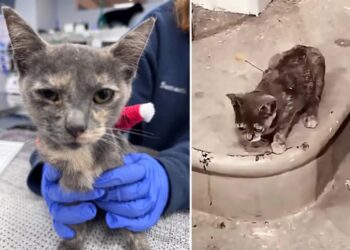 Three charged after cats shot with blow darts in Tennessee