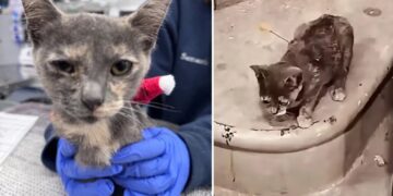 Three charged after cats shot with blow darts in Tennessee