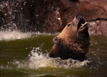 Let states manage bears? Not so fast.