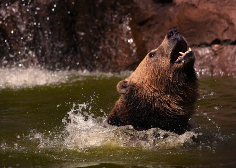 Let states manage bears? Not so fast.