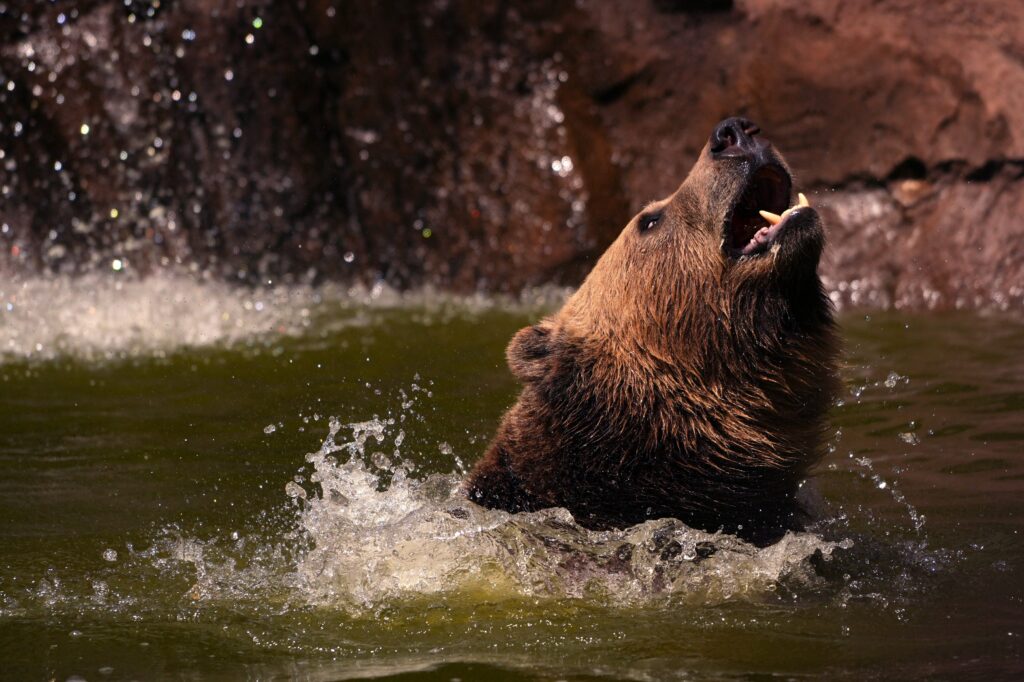 Let states manage bears? Not so fast.
